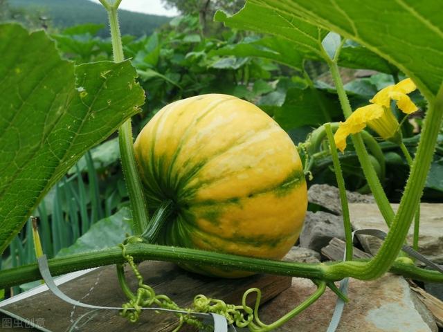 观赏南瓜的栽培技术你了解多少？来学一下播种育苗