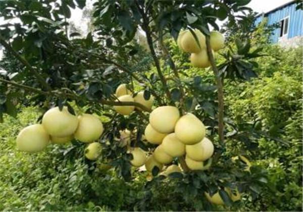 蜜柚的种植过程中，该怎样管理去提高它的产量呢？来看看吧