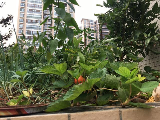 高楼中的一个小屋顶，被她打造成小菜园，种的辣椒韭菜番茄吃不完