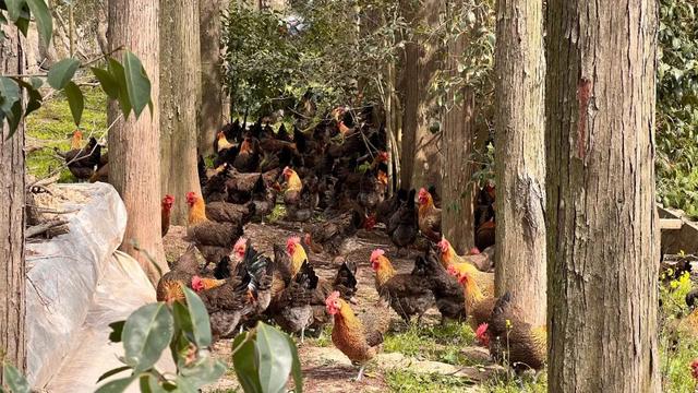 探索林下经济新模式，崇明这里一年能卖出3000只鸡！