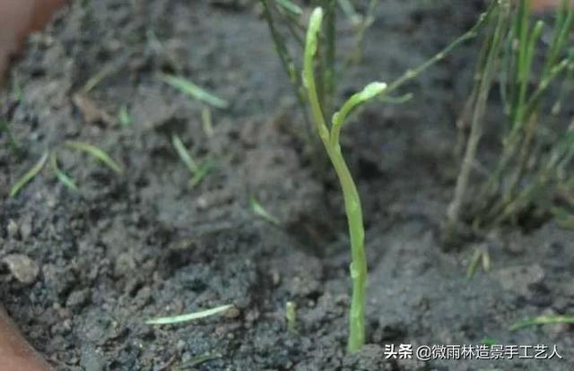 教你如何用文竹种子繁殖