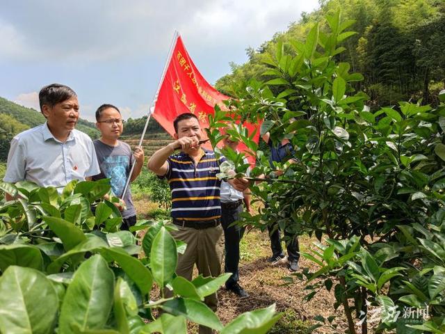 江西林业技术员开展中草药种植志愿服务