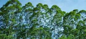 林业种植发展前景(桉树的种植与可持续发展)