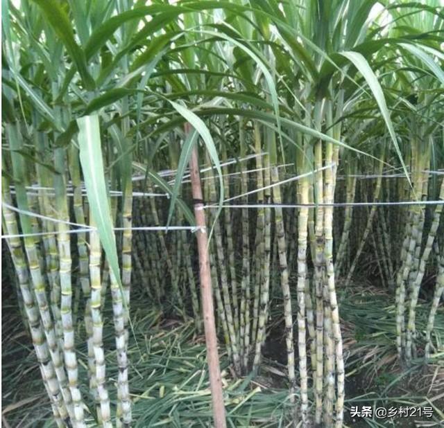 一根完整甘蔗种植不可取，蔗尾做种才是正道，保产保量