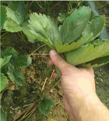 菠萝粉蚧如何控制？使用无虫苗定植，对病株定点防治
