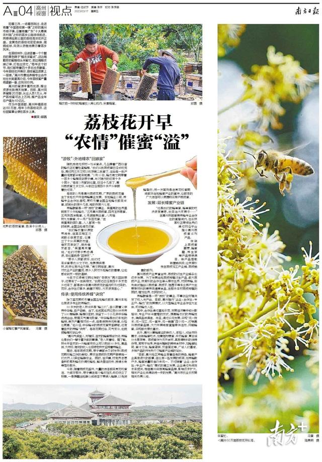 广东高州：荔枝花开早，“农情”催蜜“溢”