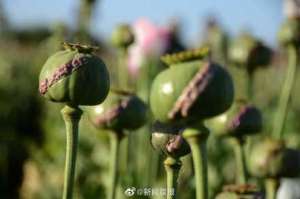 罂粟在花盆种植方法(7旬老人种植530株罂粟获刑2个月)
