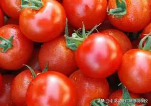 怎么种植西红柿(【农技】关于番茄栽培方法，你需要知道的几个小技巧，你有了解过吗)