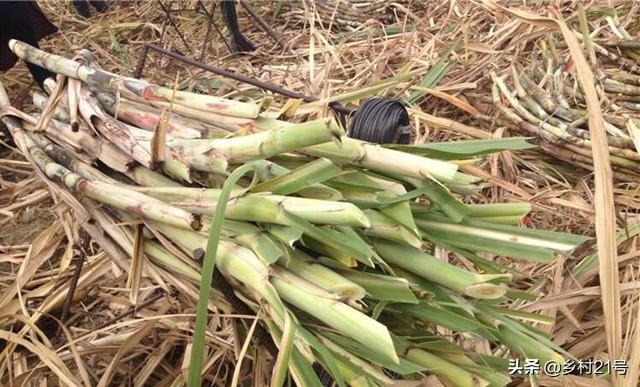 一根完整甘蔗种植不可取，蔗尾做种才是正道，保产保量
