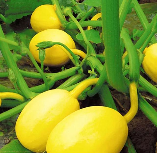 南瓜新品种！多次参加地展，多次获奖！市场售价高，建议农户种植