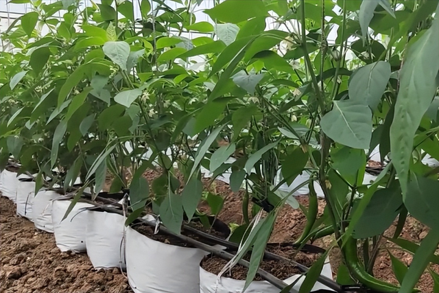 袋装无土栽培辣椒，成本低产量高，种植方法也很简单