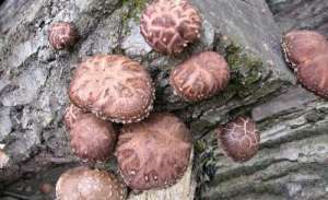 椴木香菇的种植效益-椴木香菇种植，打孔是关键，必须把握2个标准