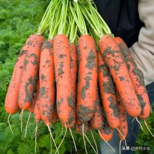 红萝卜的种植技术-胡萝卜如何种高产？老农传授你5个诀窍，胡萝卜个大、产量高