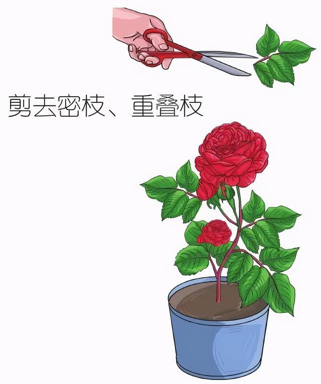 玫瑰难养，难在控水，难在正确的栽种方法与步骤