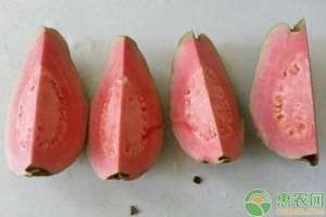 番石榴盆栽种植方法-番石榴（芭乐）的高产种植管理要点
