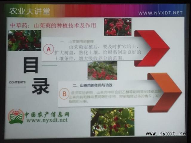 中草药：山茱萸的种植技术及作用