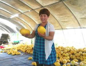 哈密瓜种植前景-农村人在质疑声中搞哈密瓜种植，如今亩收入过万，瓜比蜜甜