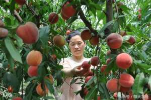 桃树种植效益分析-桃产业现状：量大，高产，效益差
