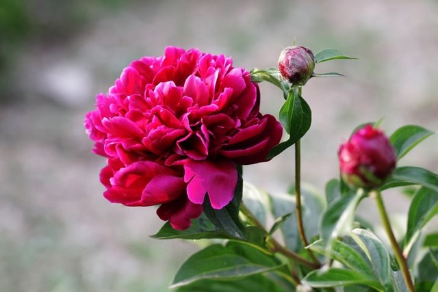 开花美丽的芍药，养护起来并不难，做好几点花朵比拳头还大