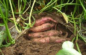 红薯种植技术和管理-【技术】红薯种植技术及病虫害防治探析（一）