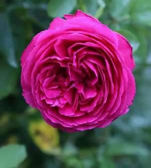 种植玫瑰花方法-玫瑰难养，难在控水，难在正确的栽种方法与步骤