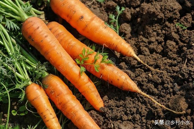 胡萝卜如何种高产？老农传授你5个诀窍，胡萝卜个大、产量高