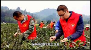 茶叶树怎么种植-茶叶是怎么种出来的#绿色农产