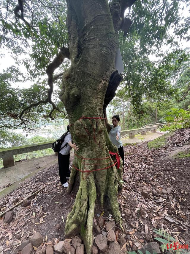 时隔11年，四川千年荔枝树再结新果！系一级古树，世代传为贡荔，当地加强保护