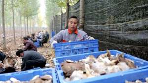 林下平菇种植技术图片-河南沁阳县利用林下场地种植雪茸菇 开辟乡村致富新路子