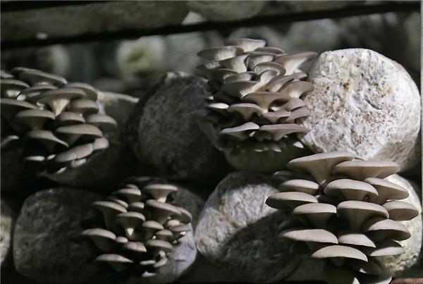 工厂里“种”蘑菇