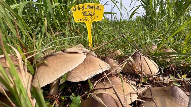 南华县雨露乡仿野生种植鸡枞菌大量出菇