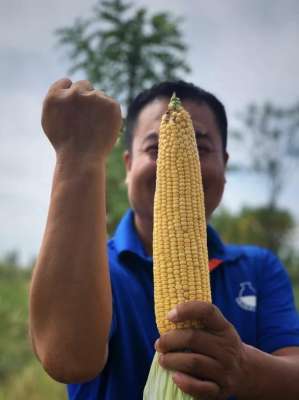 夏玉米种植时间-夏玉米播种高峰季，玉米想高产，这四步是关键，很多农民都做错了