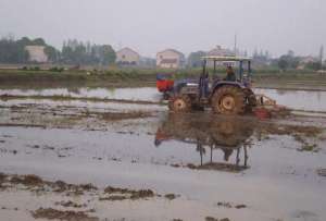 绿色水稻种植技术-湖南农业主推技术：水稻病虫害全程绿色防控技术