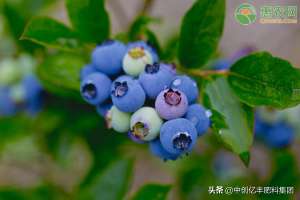 种植蓝莓技术-蓝莓正确的高产种植技术