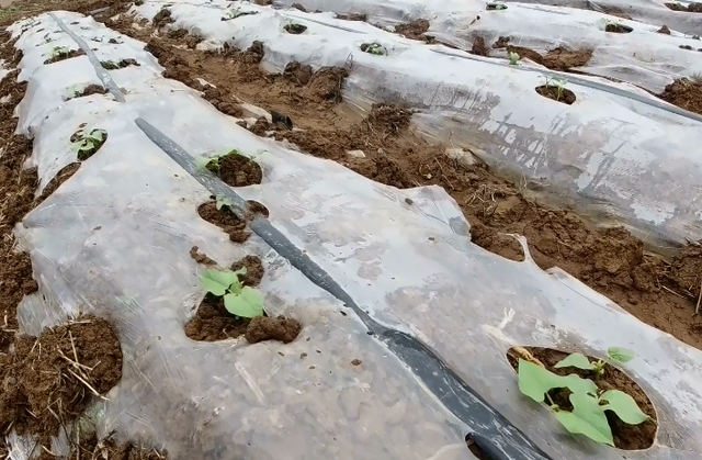 春豆角种植过早，难怪烂种多，要想苗齐苗全，有种方法别错过