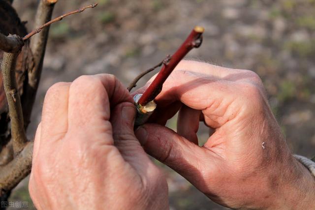 石榴育苗术，这几种方法都学会，就能用多种方式培育出茁壮的树苗