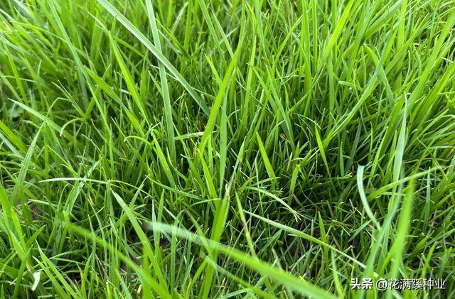 多年生黑麦草——草坪交播盖播技术