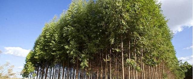 惊爆断子绝孙树”桉树的真相揭秘：为何广西仍然在种植？