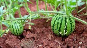 夏季西瓜种植-种西瓜和甜瓜这五点要牢记，加强管理促生产，结的瓜好瓜多并不难