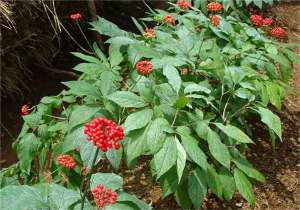 红参 种植-人参的栽培，知道了对于播种的要求，能栽培优质人参