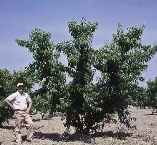 毛桃种植技术-这样种桃树才是科学