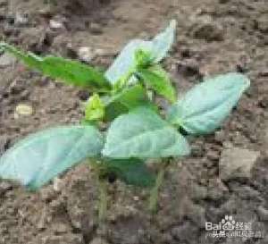 扁豆种植时间-露地春种豆角的时间及不可缺少的技术措施