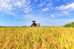 种植管理合同-先签合同后种田，种植全程有标准丨“CSA模式”带富水稻“订单村”