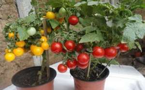 西红柿露天种植-盆栽西红柿，必要的“小技巧”，硕果累累，吃都吃不完
