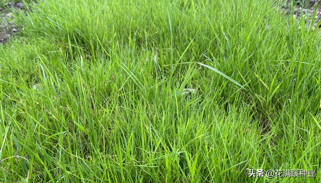 多年生黑麦草——草坪交播盖播技术