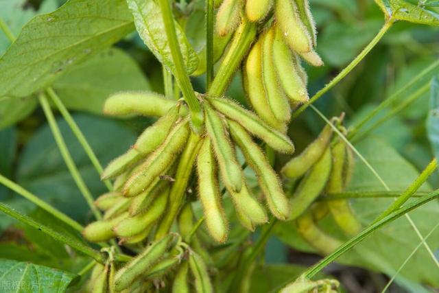 大豆高产需要掌握的种植技巧有哪些？