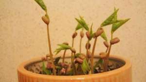 绿豆盆栽种植方法-家里的绿豆抓一把，教你种盆里，新芽长得又快又茂盛