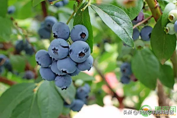 蓝莓正确的高产种植技术