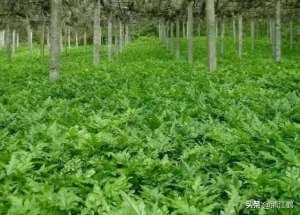 中草药种植研究所-林下“立体种植”效益好，这几种“耐荫中药材”，可供选择参考