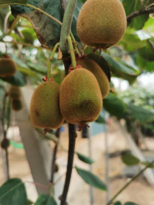 要想种好猕猴桃，从头开始，必须了解的基本种植管理技术
